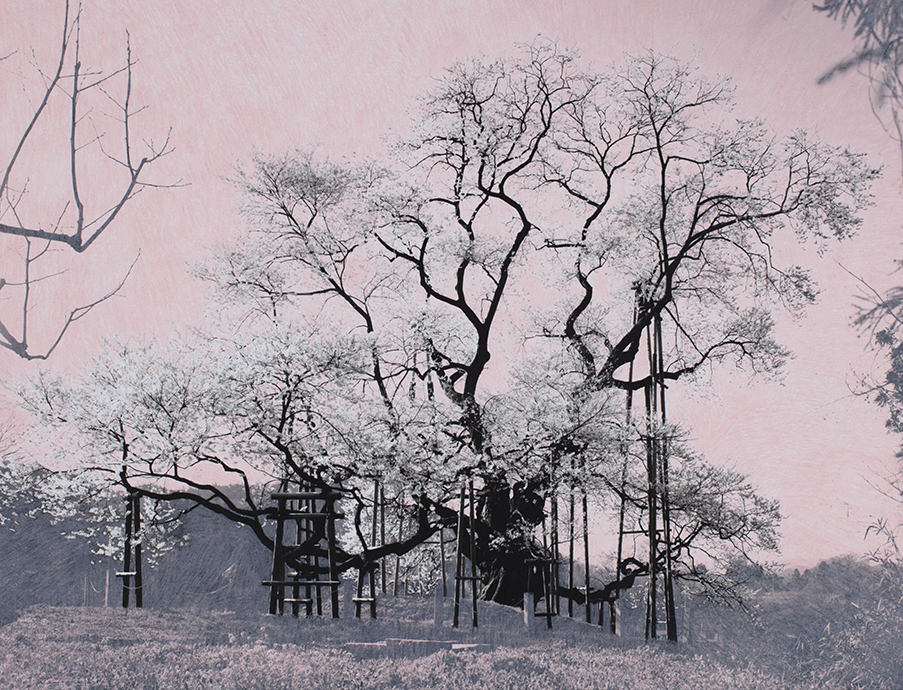 Tacita Dean: Blind Folly